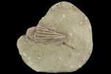 Crinoid (Macrocrinus) Fossil - Crawfordsville, Indiana #94354-1